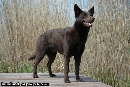 Australian Kelpie Hunde Foto 22300 in höherer Auflösung ansehen Australian Kelpie