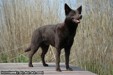 Australian Kelpie