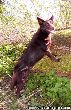 Australian Kelpie Hunde Foto 20319 in höherer Auflösung ansehen Australian Kelpie Ch. Dutch Dynamite Datildoo Darwin, LuxCh, NLCh, ESgr'04. Klettern ist was Kelpies am liebste tun.