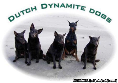 Australian Kelpie Hunde Foto 12737 Australian Kelpie Dutch Dynamite Dogs on the beach in holland