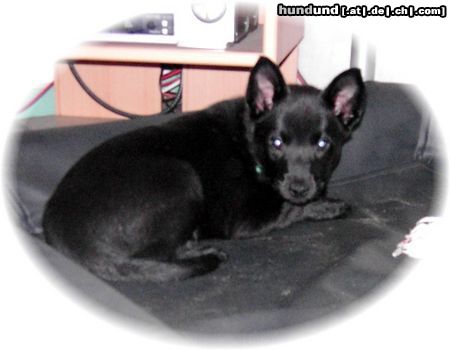 Australian Kelpie Hunde Foto 18597 in höherer Auflösung ansehen Australian Kelpie Dutch Dynamite Delphi's Denver wurde nach Frankreich exportiert, er lebt in die nahe von Perpignan. Auf diese foto ist er 8 wochen