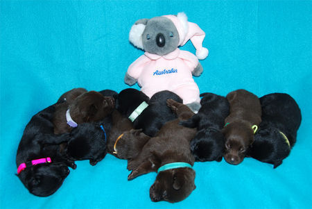 Australian Kelpie Hunde Foto 42375 in höherer Auflösung ansehen Australian Kelpie Australian Kelpie Welpen von Dutch Dynamite geboren am 13e juni 2008, hier 2 wochen