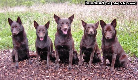 Australian Kelpie Hunde Foto 22297 in höherer Auflösung ansehen Australian Kelpie