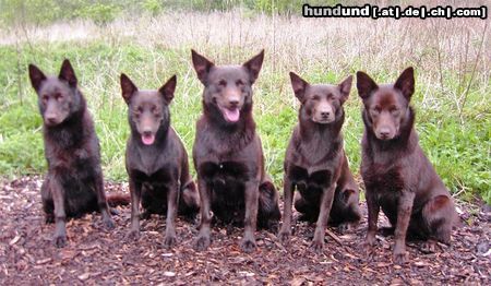 Australian Kelpie