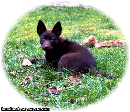 Australian Kelpie Hunde Foto 18586 in höherer Auflösung ansehen Australian Kelpie Dutch Dynamite Deadline Dean wurde nach Deutschland exportiert, er lebt in die nahe von Bremen. Auf diese foto ist er 11 wochen