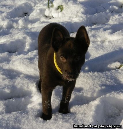 Australian Kelpie Hunde Foto 18592 in höherer Auflösung ansehen Australian Kelpie Dutch Dynamite Desert Devil im Schweisser Snee anstatt Australischen Wüste.