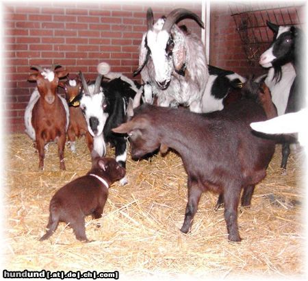 Australian Kelpie Hunde Foto 18604 in höherer Auflösung ansehen Australian Kelpie Dutch Dynamite Dexterous Dex im alter von 6 wochen beim