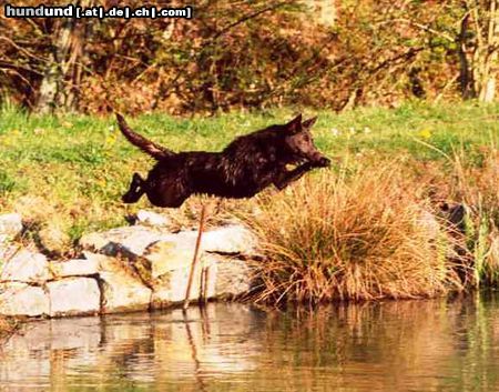Australian Kelpie Hunde Foto 20321 in höherer Auflösung ansehen Australian Kelpie Dutch Dynamite Darin Dazzlin, hier nur 1 jahr und schon unerschrocken. Dazzlin ist die erste Kelpie in Belgiën die für rettungsarbeit wurde certifiziert