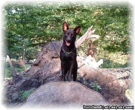 Australian Kelpie Hunde Foto 19681 in höherer Auflösung ansehen Australian Kelpie Dutch Dynamite Daredevil Darla (Durda), sie genießt über alles zu klettern.