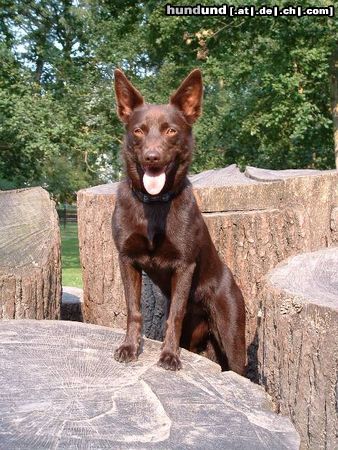 Australian Kelpie Hunde Foto 19682 in höherer Auflösung ansehen Australian Kelpie Dutch Dynamite Daredevil Darla (Durda), sie genießt über alles zu klettern.