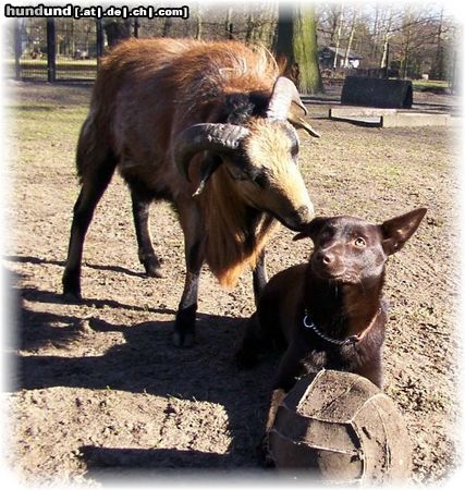 Australian Kelpie Hunde Foto 19683 in höherer Auflösung ansehen Australian Kelpie Dutch Dynamite Daredevil Darla (Durda) spielt Fußball mit einem Schaf