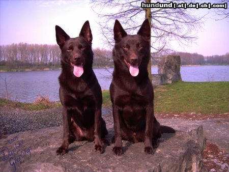 Australian Kelpie Hunde Foto 20947 Australian Kelpie Champ. Guinam & Yirr-ma Bashyr