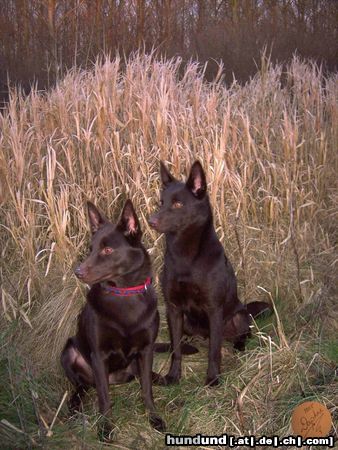 Australian Kelpie Hunde Foto 20949 Australian Kelpie Champ. Guinam & Yirr-ma Bashyr