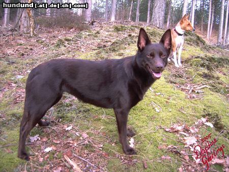 Australian Kelpie Hunde Foto 20853 Australian Kelpie Champ. Guinam Iyanla Yulara Uluru