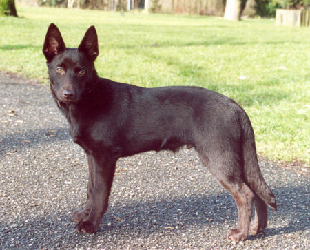 Australian Kelpie Dutch Dynamite Dinamic Disney (Kaya)