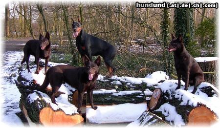 Australian Kelpie Hunde Foto 18748 Australian Kelpie Schnee und Baüme alles was Kelpie und Dobermann brauchen zum Spass