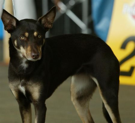 Australian Kelpie Hunde Foto 41761 in höherer Auflösung ansehen Australian Kelpie