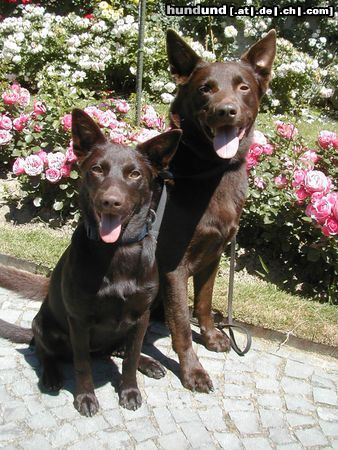 Australian Kelpie Xanatos und Flash 