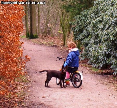 Australian Kelpie Hunde Foto 18609 in höherer Auflösung ansehen Australian Kelpie Dutch Dynamite Derk Dermod (Mo) mit seine neue Familie im norden Holland's. Mo ist hier 4 monate