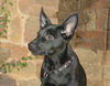 Australian Kelpie Hund