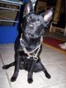 Australian Kelpie Foto: Kampfhund !i! (ID 19546) Australian Kelpie Hund