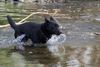 Australian Kelpie Foto: Charming Mikka of Mersey Downs (ID 20590) Australian Kelpie Hund