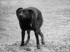 Australian Kelpie Foto: Charming Mikka of Mersey Downs (ID 20592) Australian Kelpie Hund