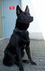 Australian Kelpie Foto: Charming Mikka of Mersey Downs (ID 20943) Australian Kelpie Hund