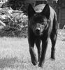 Australian Kelpie Foto: Lauernder Kelpie (ID 20997) Australian Kelpie Hund