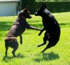 Australian Kelpie Foto: Geronimo und Mikka (ID 22330) Australian Kelpie Hund