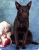 Australian Kelpie Foto: Callicoma Allegro (ID 17647) Australian Kelpie Hund