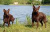 Australian Kelpie Hund