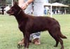 Australian Kelpie Foto (ID 281) Australian Kelpie Hund