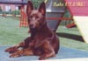 Australian Kelpie Foto: Babs (ID 382) Australian Kelpie Hund