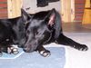 Australian Kelpie Foto: Mikka mit 9 Monaten (ID 18631) Australian Kelpie Hund