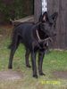 Australian Kelpie Foto: Mikka mit 9 Monaten (ID 18637) Australian Kelpie Hund