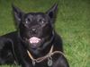 Australian Kelpie Foto: Mikka mit 9 Monaten (ID 18638) Australian Kelpie Hund