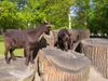 Australian Kelpie Foto: durda met geit Fay (ID 21850) Australian Kelpie Hund