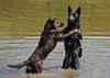 Australian Kelpie Foto: Aussie und Dillon, Darf ich zum Tanz bitten? (ID 42545) Australian Kelpie Hund