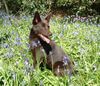Australian Kelpie Foto: Dutch Dynamite Daredevil Darla (Durda) (ID 12738) Australian Kelpie Hund