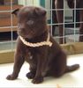 Australian Kelpie Foto: Dutch Dynamite K1 Weibliche Welpe mit 30 Tage (ID 1053) Australian Kelpie Hund