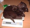 Australian Kelpie Foto: Dutch Dynamite K1 Ruede 3 wird gewogen mit 27 Tage (ID 1041) Australian Kelpie Hund
