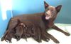 Australian Kelpie Foto: Champion Kalan Sky Choc und Ihre Welpen mit 10 Tage, 5 Rueden und 4 Weibchen (ID 1038) Australian Kelpie Hund