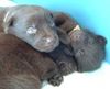 Australian Kelpie Foto: Dutch Dynamite K1 Welpen mit 14 Tage (ID 1039) Australian Kelpie Hund
