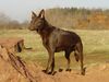 Australian Kelpie Foto: Chilli Rosaline Afra (ID 17655) Australian Kelpie Hund