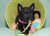 Australian Kelpie Foto: Dutch Dynamite Duchess Dusky, macht was Kelpie Welpen so machen.... (ID 42547) Australian Kelpie Hund