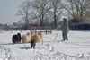 Australian Kelpie Foto: Ch. Dutch Dynamite Datildoo Darwin, LuxCh., NLCh., ESgr\'04. Hier beim Hütearbeit im Schnee am 3 Marz 2005 (ID 19207) Australian Kelpie Hund