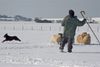 Australian Kelpie Foto: Ch. Dutch Dynamite Datildoo Darwin, LuxCh., NLCh., ESgr\\\'04. Hier beim Hütearbeit im Schnee am 3 Marz 2005 (ID 19208) Australian Kelpie Hund