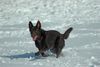 Australian Kelpie Foto: KLA Simply Xtra Special (Terra) Aus. Import nach Holland. Terra hier beim Hütearbeit im Schnee am 3e marz 2005 (ID 19209) Australian Kelpie Hund