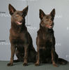 Australian Kelpie Foto: Darwin & Terra, Weltsieger & Weltsiegerin '06 (ID 35389) Australian Kelpie Hund